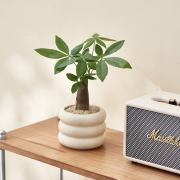 发财树盆栽室内植物办公室桌面装饰摆件客厅招财绿植四季净化空气