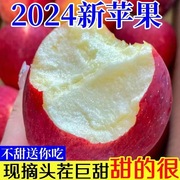 正宗陕西洛川苹果水果新鲜当季整箱一级红富士冰糖心脆甜10斤