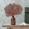 天然扇形海铁树红色海柳树家居，装饰品创意摆件鱼缸造景婚庆道具