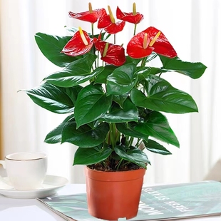 特级红掌盆栽一帆风顺花卉植物，室内绿植鸿运当头白掌水培四季开花