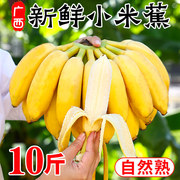 广西小米蕉新鲜香蕉10斤自然熟应当季新鲜水果小香芭蕉甜整箱