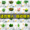 绿萝吊兰多肉发财树花卉盆栽，植物办公室内小绿植去除甲醛水培好养