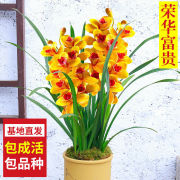 超香型四季开花盆栽，兰花苗室内建兰绿植，花卉好养易活常青