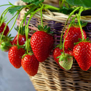 冬季盆栽奶油大草莓种籽四季种子白苗带土食用秧红颜子盆种苗