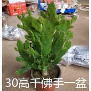 千手观音盆栽植物室内阳台绿植花卉仙人掌类千佛手多肉植物