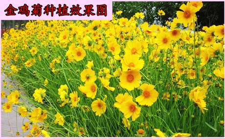 草莓雪糕雏菊