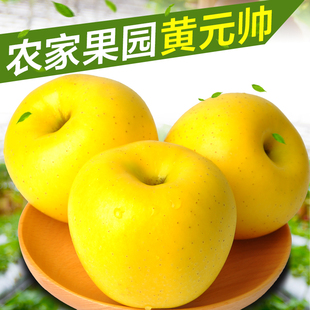2023新鲜黄金帅苹果黄香蕉(黄香蕉)5斤黄元帅(黄元帅)当季水果软糯酸甜多汁食