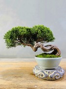济州真柏微型小品盆景盆栽，松柏素材毛坯，基地出品绿植摆件一物一拍