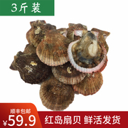 扇贝鲜活新鲜带壳红扇贝海鲜水产贝类青岛现捕3斤装