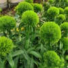 38绿石竹绿毛球花苗盆栽绿植吸甲醛室内外桌面盆景易活多年生