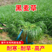 冬牧70黑麦草种籽子种四季多年生草子牧草种子，草籽养殖草种四季青