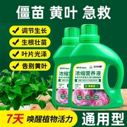 花水养花花店枯枝培养绿萝花肥料富贵竹通用稀释发财树液体叶面肥