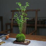 苔藓球植物米竹红观音竹金明竹水培盆景客厅室内桌面观赏竹子盆栽