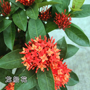 龙船花盆栽红宝石花仙丹花，百日红绣球花，四季好养带花