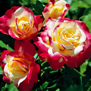红双喜月季花苗大花浓香，开花复色玫瑰花四季盆栽，花卉植物欧月勤花
