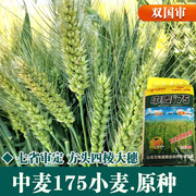 强筋冬小麦种子高产鲁丰中麦1756原种小麦种矮秆抗倒大穗原种