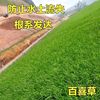 百喜草种耐寒子道路护坡水土保持牧草草籽公路堤坝绿化草坪种子