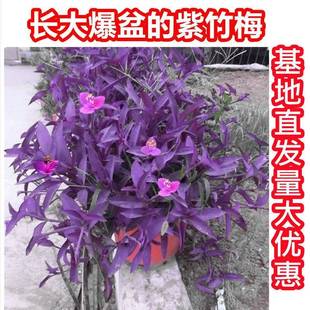 室外室内花卉绿植盆载紫竹，梅紫罗兰开花吊兰，植物喜阳的植物