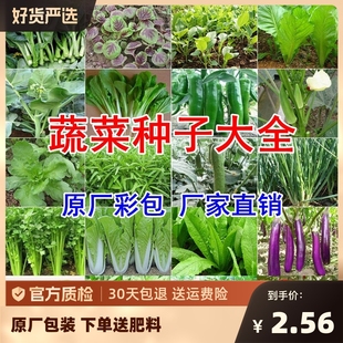 蔬菜种子四季播盆栽香菜青白菜萝卜生菜菠菜籽孑大全春天播种早熟