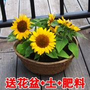 矮向日葵种子植物食用向日葵种籽盆栽室内花籽花卉四季开花种籽子