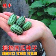 拇指西瓜种子拇指迷你小西瓜，种籽春秋四季播阳台盆栽蔬菜水果种子
