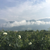 素伦~保加利亚白玫瑰纯露，300ml天然补水滋养