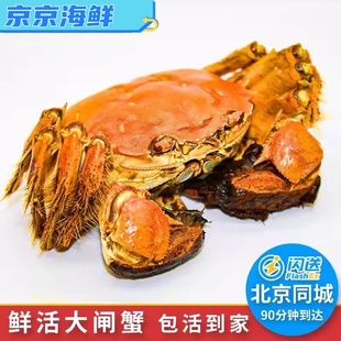 (单只5两公蟹)大闸蟹，鲜活螃蟹北京闪送到家