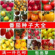 番茄孑西红柿籽蔬菜种千禧盆栽圣女果种子四季农家水果蔬菜果种子