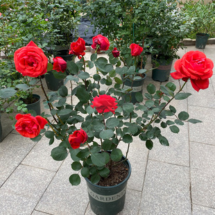 绯扇特大花月季玫瑰花苗，浓香四季开花盆栽，庭院阳台植物大红色花朵