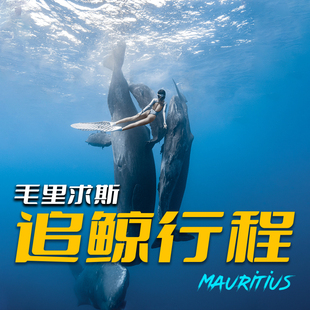 包船出海毛里求斯追鲸追鲸一天游，毛里求斯自由潜水水下摄影拍摄