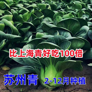 黑苏州新鲜青矮脚大头青梗菜叶菜让软糯香甜小白菜四季播蔬菜