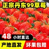丹东99草莓新鲜草莓九九红颜牛奶草莓马家岗99草莓现摘九九大草莓