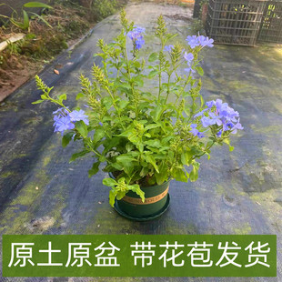 蓝雪花加仑盆栽大苗带花苞阳台，庭院木本花卉，耐热好养植物四季开花