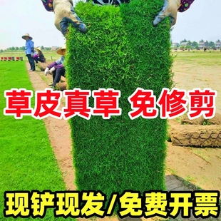 草皮真草坪带泥土别墅花园绿化四季青果岭草台湾草马尼拉草皮带土