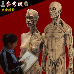 肌肉骨骼美术骷髅艺用人体全身