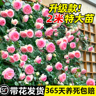 1米6高大苗藤本月季，花苗庭院爬藤植物，四季开花卉盆栽玫瑰花蔷薇花