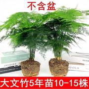 文松耐寒植物文竹，苗不带盆常年盆栽客厅开花北方花卉，植物大型耐寒