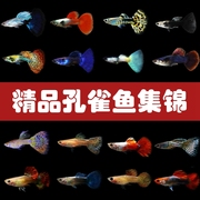 孔雀鱼观赏鱼淡水鱼多彩活体热带鱼公母一对好养小型上海