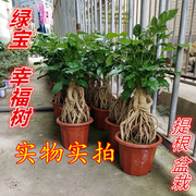 幸福树盆栽室B内花卉提根四季常青绿宝树植物老桩盆景客厅发财树