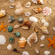 天然贝壳海螺珊瑚鱼缸装饰品拍摄道具工艺品微景观地中海海星摆件