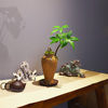 发财树盆景微景观室内小盆栽，中式禅意桌面，绿植办公桌茶室植物摆件