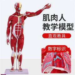 !人体全身肌肉附内脏器官解剖模型医学人体肌肉模型80CM肌肉人模