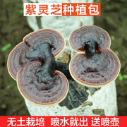 紫灵芝菌包 菌种 灵芝盆景 活体灵芝观赏食用家庭室内种植包出