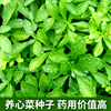 养心菜种子高钙救心菜费菜景天三七食用野菜，种籽农家特色健蔬菜孑