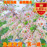 文冠花状元花树苗花卉苗浓香型状元花室内外阳台庭院盆景耐寒