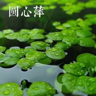 水草浮萍圆心萍净化水质水培绿植庭院办公室鱼虾，龟缸造景漂浮水草