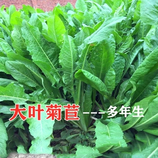 菊苣草种籽大叶多年生兔子草，种猪种籽牛鱼鸡鸭鹅养殖四季牧草种子