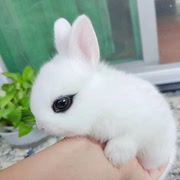 小型侏儒兔子活物纯白蓝眼凤眼海棠宠物迷你茶杯兔荷兰垂耳兔活体