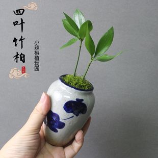 耐阴室内办公室电脑桌上微型迷你小绿植植物小盆景盆栽四季可水培