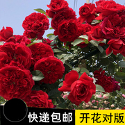 1.5米左右藤本月季花苗爬藤蔷薇，花苗大花浓香，四季开花阳台庭院